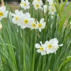 White Daffodil Narcissus Flower Bulbs - Twin Sister - 15 Large Bulbs - Outdoor - Image 1