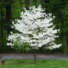 White Dogwood Tree Live Plant 6-12 Inch Tall Quart Pot - Flowering Cornus florida White Dogwood Tree Live Plant 6-12 Inch Tall Quart Pot - Flowering Cornus florida - Image 1