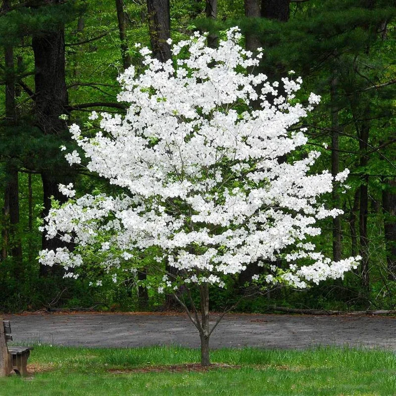White Dogwood Tree Live Plant 6-12 Inch Tall Quart Pot - Flowering Cornus florida - Image 1