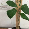 White Fringe Tree Live Plant 6-12 Inch Tall - Quart Pot Chionanthus virginicus White Fringe Tree Live Plant 6-12 Inch Tall - Quart Pot Chionanthus virginicus - Image 1