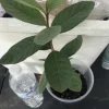 White Guava Live Plant - 9-12" Tall Psidium guajava Tropical Fruit Tree - Image 1