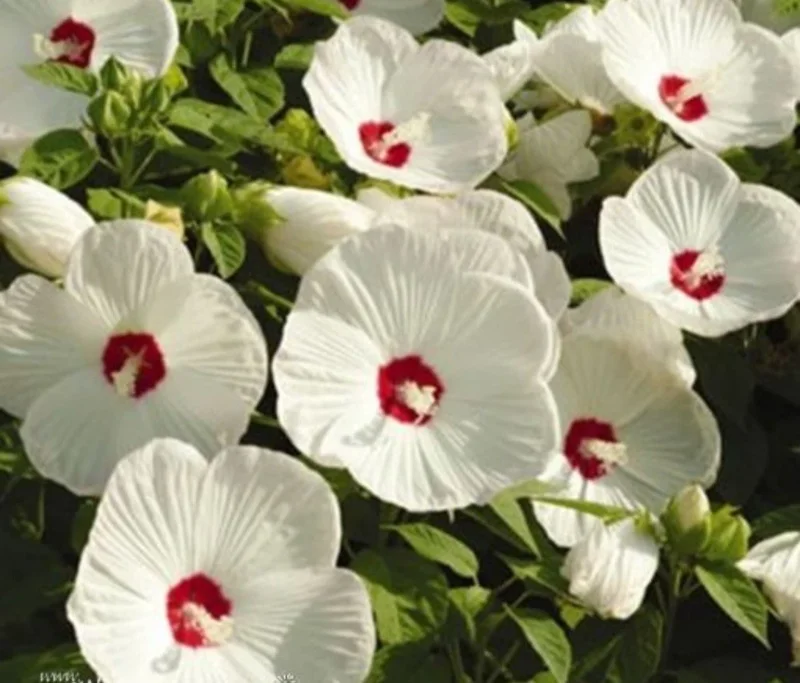 White Hibiscus Grandiflorus Bare Root Plant - Hardy Live Shrub - Image 1