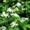 White Honeysuckle Bush Live Plant – Fragrant Bare Root – 1 Foot – Outdoor Perennial - Image 1