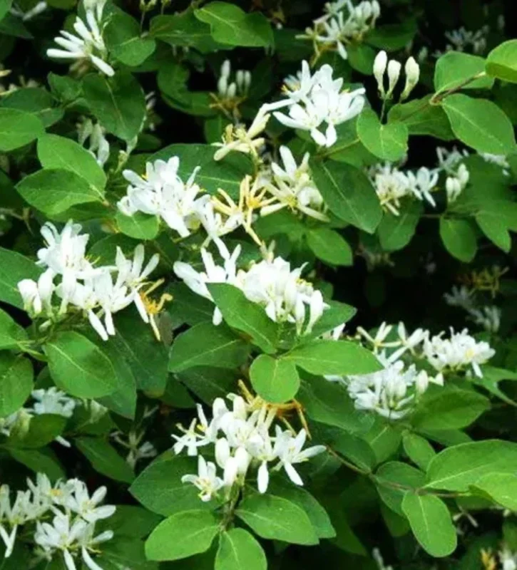White Honeysuckle Bush Live Plant – Fragrant Bare Root – 1 Foot – Outdoor Perennial - Image 1
