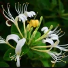 White Honeysuckle Vine Live Plant Bare Root 1-3 Ft Tall - Fragrant Climbing Plant - Image 1
