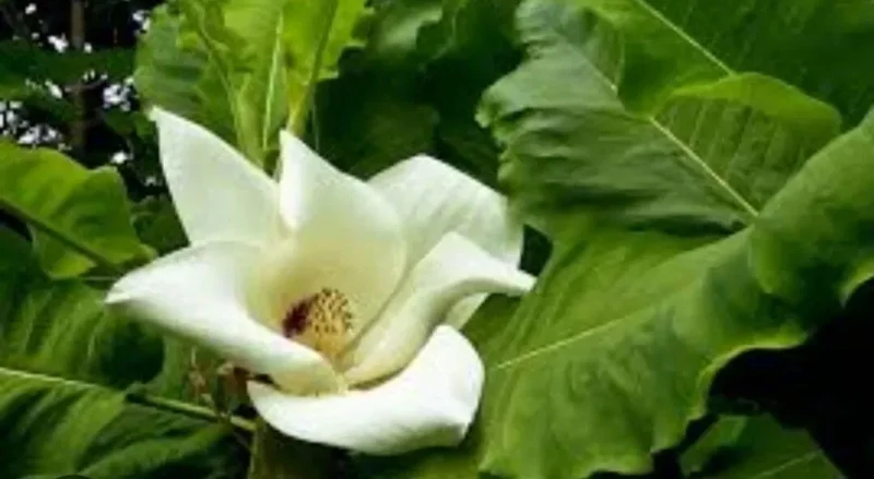 White Magnolia Sapling Live Plant - Bare Root Tree, 12+ Inches Tall, Outdoor White Magnolia Sapling Live Plant - Bare Root Tree, 12+ Inches Tall, Outdoor - Image 12