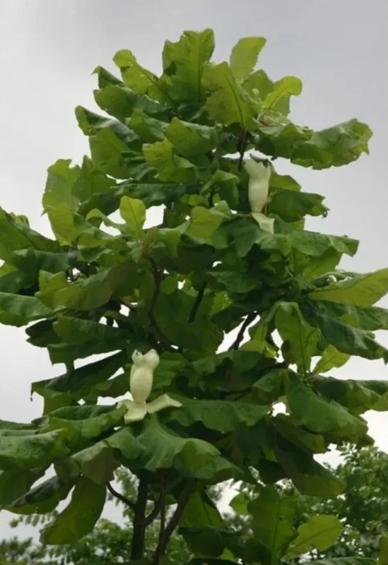 White Magnolia Sapling Live Plant - Bare Root Tree, 12+ Inches Tall, Outdoor White Magnolia Sapling Live Plant - Bare Root Tree, 12+ Inches Tall, Outdoor - Image 14