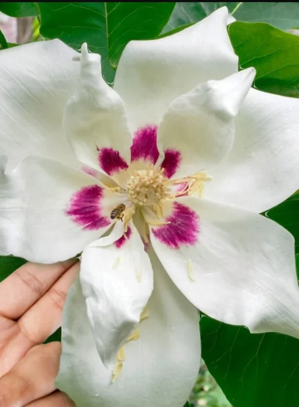White Magnolia Sapling Live Plant - Bare Root Tree, 12+ Inches Tall, Outdoor White Magnolia Sapling Live Plant - Bare Root Tree, 12+ Inches Tall, Outdoor - Image 2
