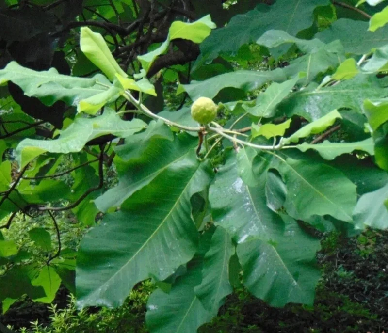 White Magnolia Sapling Live Plant - Bare Root Tree, 12+ Inches Tall, Outdoor White Magnolia Sapling Live Plant - Bare Root Tree, 12+ Inches Tall, Outdoor - Image 4