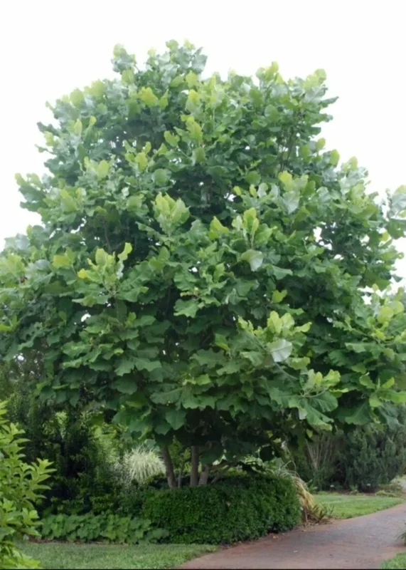 White Magnolia Sapling Live Plant - Bare Root Tree, 12+ Inches Tall, Outdoor White Magnolia Sapling Live Plant - Bare Root Tree, 12+ Inches Tall, Outdoor - Image 5