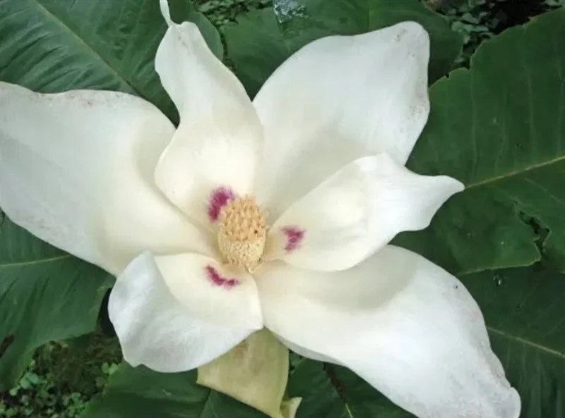 White Magnolia Sapling Live Plant - Bare Root Tree, 12+ Inches Tall, Outdoor White Magnolia Sapling Live Plant - Bare Root Tree, 12+ Inches Tall, Outdoor - Image 1