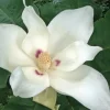 White Magnolia Tree Live Plant Bare Root - 6+ Inches Tall White Magnolia Tree Live Plant Bare Root - 6+ Inches Tall - Image 1