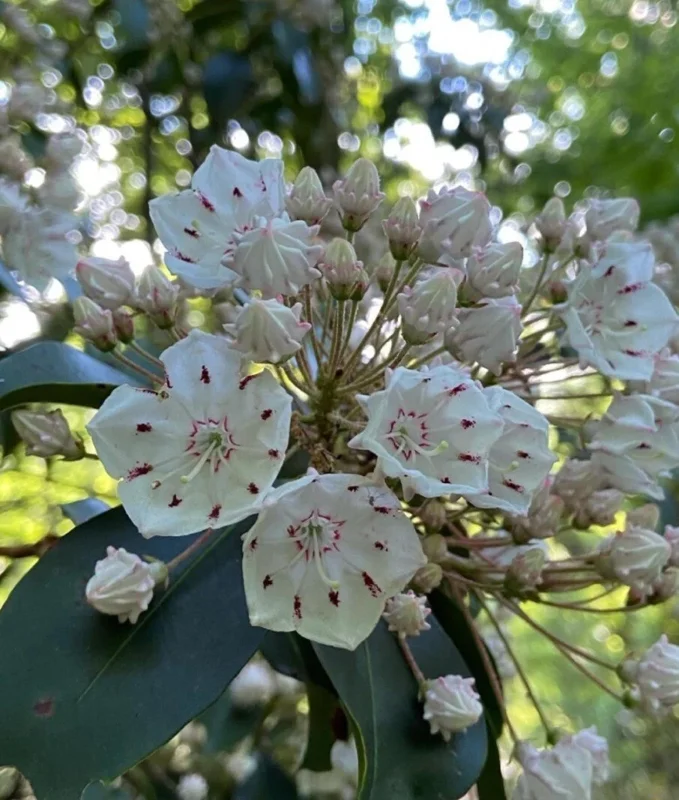 White Mountain Laurel Live Plant Kalmia Latifolia Tree Bare Root 8-12" Tall White Mountain Laurel Live Plant Kalmia Latifolia Tree Bare Root 8-12" Tall - Image 2
