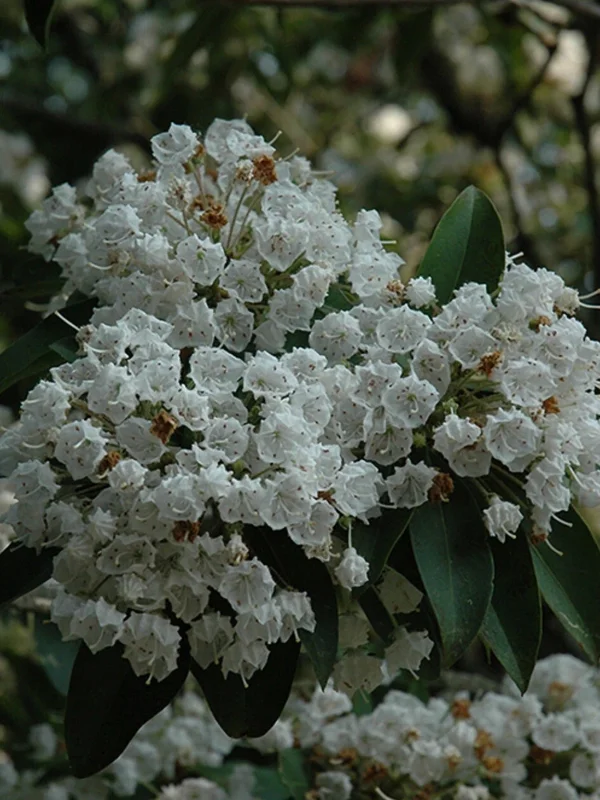 White Mountain Laurel Live Plant Kalmia Latifolia Tree, 1-2 Ft Tall, Bare Root, Outdoor White Mountain Laurel Live Plant Kalmia Latifolia Tree, 1-2 Ft Tall, Bare Root, Outdoor - Image 3