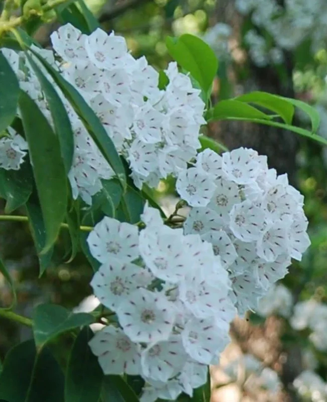White Mountain Laurel Live Plant Kalmia Latifolia Tree Bare Root 8-12" Tall White Mountain Laurel Live Plant Kalmia Latifolia Tree Bare Root 8-12" Tall - Image 4