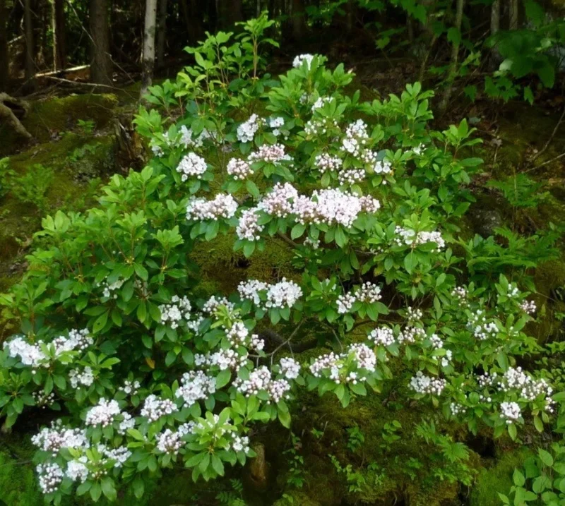 White Mountain Laurel Live Plant Kalmia Latifolia Tree, 1-2 Ft Tall, Bare Root, Outdoor White Mountain Laurel Live Plant Kalmia Latifolia Tree, 1-2 Ft Tall, Bare Root, Outdoor - Image 5