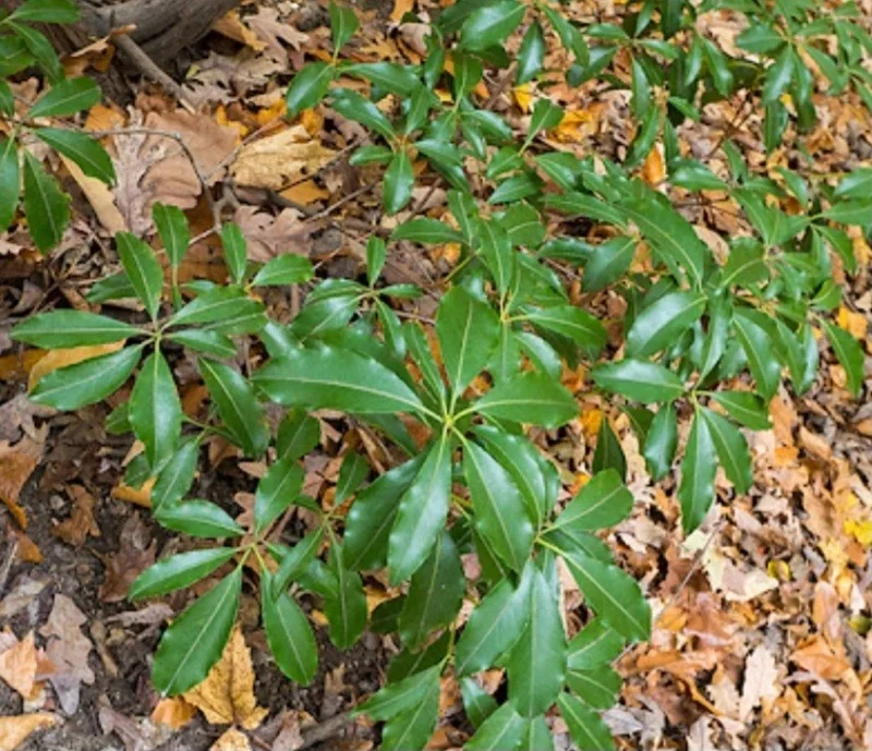 White Mountain Laurel Live Plant Kalmia Latifolia Tree, 1-2 Ft Tall, Bare Root, Outdoor White Mountain Laurel Live Plant Kalmia Latifolia Tree, 1-2 Ft Tall, Bare Root, Outdoor - Image 6