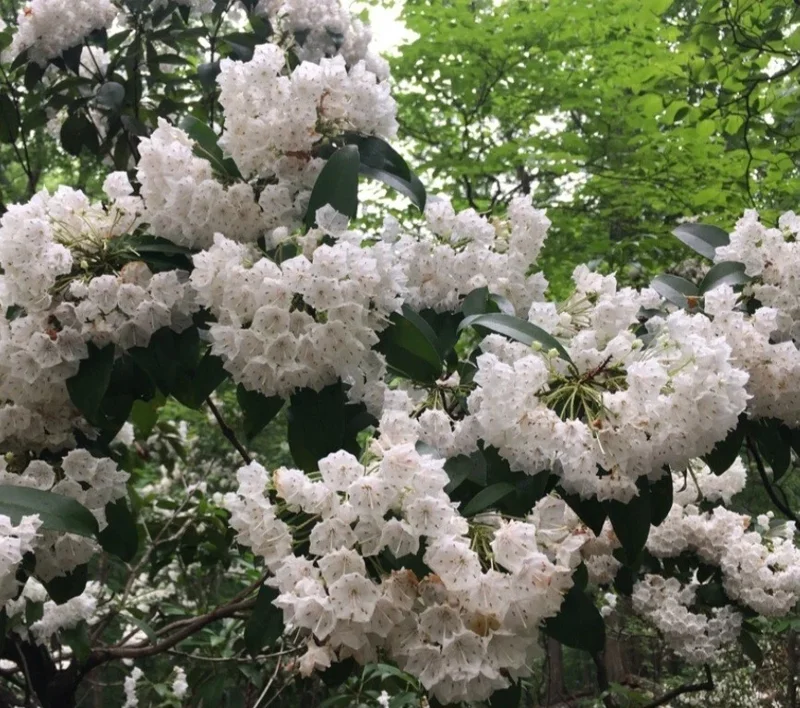 White Mountain Laurel Live Plant Kalmia Latifolia Tree, 1-2 Ft Tall, Bare Root, Outdoor White Mountain Laurel Live Plant Kalmia Latifolia Tree, 1-2 Ft Tall, Bare Root, Outdoor - Image 7