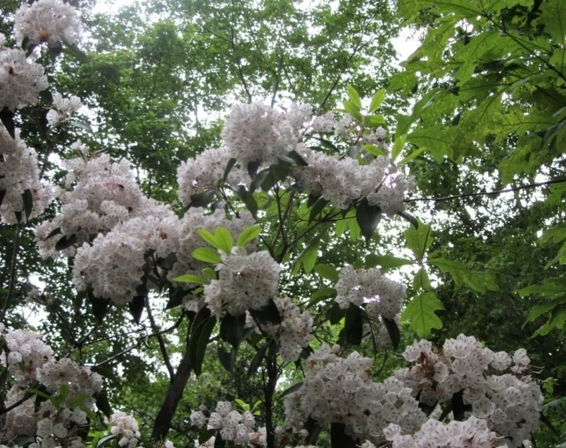 White Mountain Laurel Live Plant Kalmia Latifolia Tree Bare Root 8-12" Tall White Mountain Laurel Live Plant Kalmia Latifolia Tree Bare Root 8-12" Tall - Image 8
