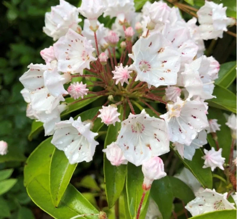 White Mountain Laurel Live Plant Kalmia Latifolia Tree, 1-2 Ft Tall, Bare Root, Outdoor White Mountain Laurel Live Plant Kalmia Latifolia Tree, 1-2 Ft Tall, Bare Root, Outdoor - Image 1
