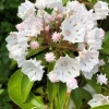 White Mountain Laurel Live Plant Kalmia Latifolia Tree Bare Root 8-12" Tall - Image 1
