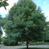 White Oak Tree Live Plant (Quercus alba) - 6-12 Inch Tall - Outdoor Shade Tree - Image 1