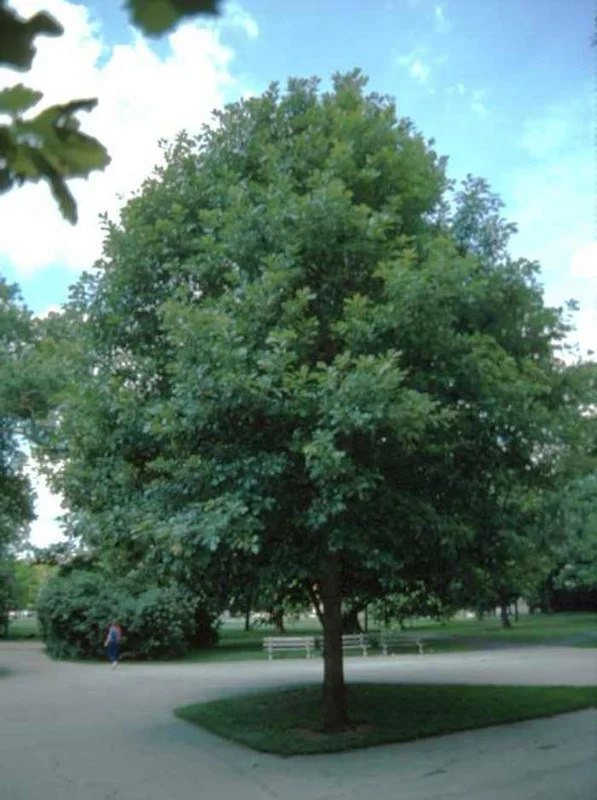 White Oak Tree Live Plant (Quercus alba) - 6-12 Inch Tall - Outdoor Shade Tree - Image 1