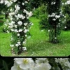 White Rose Bush Live Plant - 2-3 ft Tall Bare Root for Outdoor Garden - Image 1