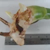 White Torch Ginger Rhizome - Etlingera elatior Live Plant - 1x Rhizome White Torch Ginger Rhizome - Etlingera elatior Live Plant - 1x Rhizome - Image 1