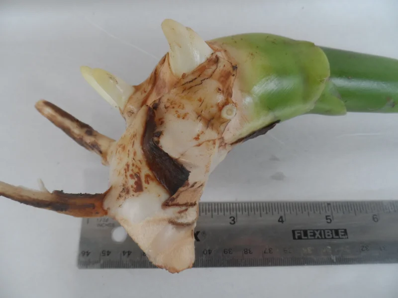 White Torch Ginger Rhizome - Etlingera elatior Live Plant - 1x Rhizome - Image 1