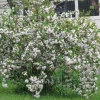 White Weigela Shrub Live Plant - 6-12 Inch Tall, Fragrant White Flowers, 4" Pot - Image 1