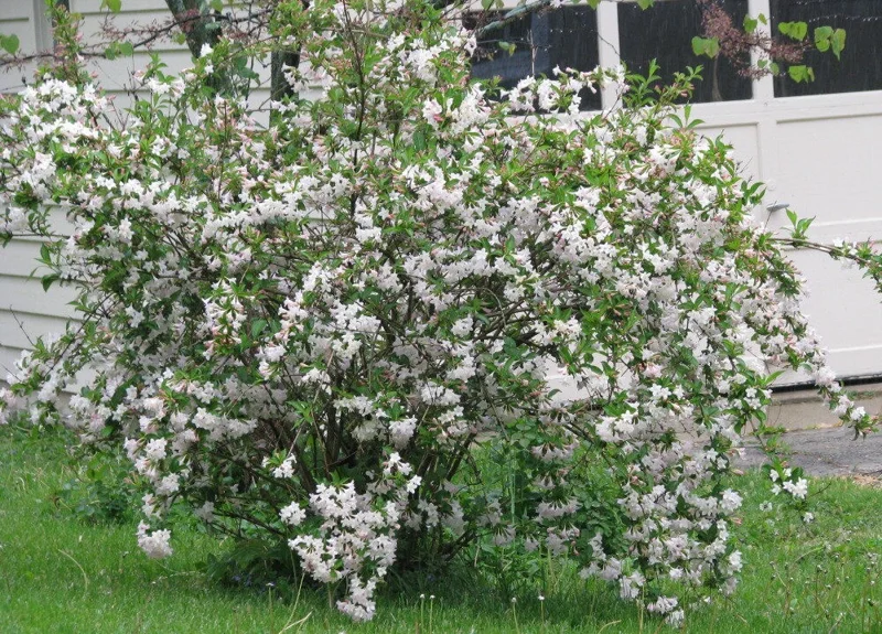 White Weigela Shrub Live Plant - 6-12 Inch Tall, Fragrant White Flowers, 4" Pot - Image 1