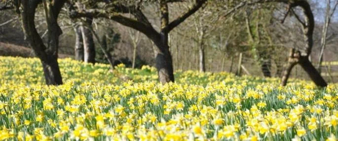 Wild Daffodil Bulbs - 25 Count Lent Lily (Narcissus Pseudonarcissus) for Outdoor Gardens - Image 1