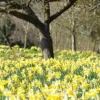Wild Daffodil Bulbs - 50 Lent Lily Flower Bulbs - Pale Yellow, Zones 3-10 - Image 1