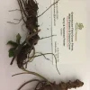 Wild Geranium 5 Bare Roots - Hardy Perennial for Shade to Part Sun - Image 1