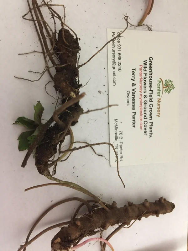 Wild Geranium 5 Bare Roots - Hardy Perennial for Shade to Part Sun - Image 1