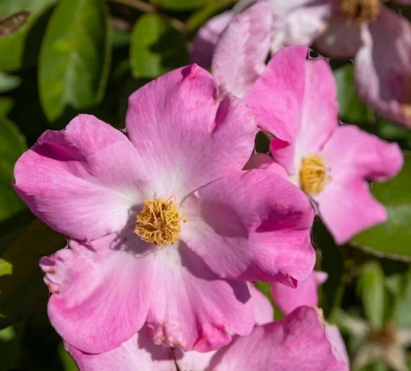 Wild Pink Climbing Rose Vine - Hardy Bare Root Live Plant 6-12 inches Wild Pink Climbing Rose Vine - Hardy Bare Root Live Plant 6-12 inches - Image 2