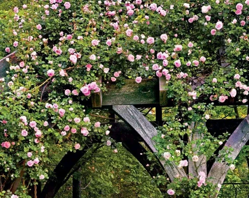 Wild Pink Climbing Rose Vine - Hardy Bare Root Live Plant 6-12 inches Wild Pink Climbing Rose Vine - Hardy Bare Root Live Plant 6-12 inches - Image 3