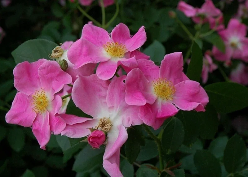 Wild Pink Climbing Rose Vine - Hardy Bare Root Live Plant 6-12 inches Wild Pink Climbing Rose Vine - Hardy Bare Root Live Plant 6-12 inches - Image 4