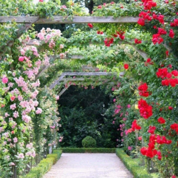 Wild Pink Climbing Rose Vine - Hardy Bare Root Live Plant 6-12 inches Wild Pink Climbing Rose Vine - Hardy Bare Root Live Plant 6-12 inches - Image 5