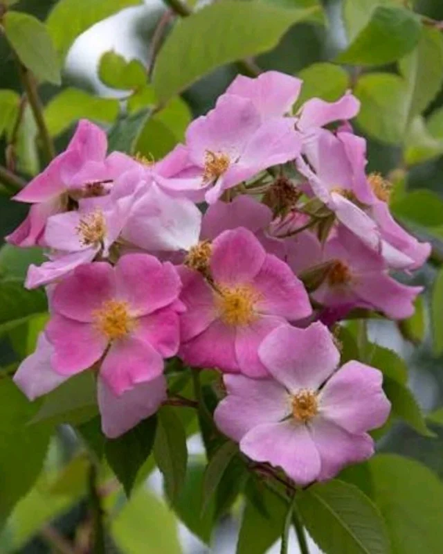 Wild Pink Climbing Rose Vine - Hardy Bare Root Live Plant 6-12 inches Wild Pink Climbing Rose Vine - Hardy Bare Root Live Plant 6-12 inches - Image 6