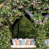 Wild Pink Climbing Rose Vine - Hardy Bare Root Live Plant 6-12 inches - Image 1