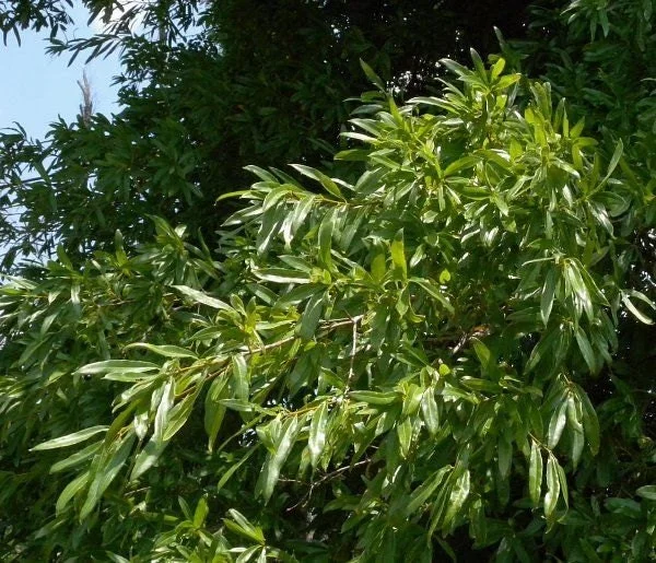 Willow Oak Tree Live Plant 6-12 Inch Tall - Quercus Phellos - Shade Tree - Image 1