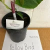 Yellow Bird Magnolia Live Tree Plant – 1 Gallon Pot, 2-3 ft Tall – Outdoor Flowering - Image 1