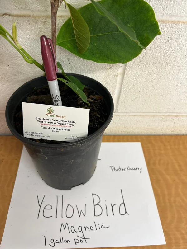 Yellow Bird Magnolia Live Tree Plant – 1 Gallon Pot, 2-3 ft Tall – Outdoor Flowering - Image 1