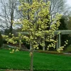 Yellow Bird Magnolia Tree Live Plant - 6-12 Inch Tall, 2.5" Pot Yellow Bird Magnolia Tree Live Plant - 6-12 Inch Tall, 2.5" Pot - Image 1
