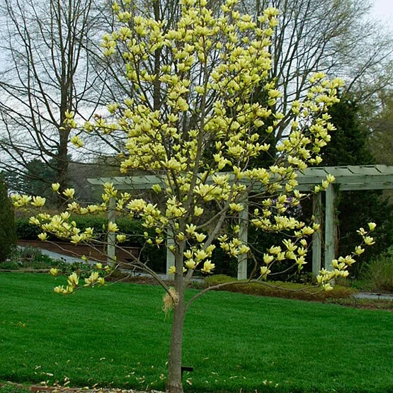Yellow Bird Magnolia Tree Live Plant - 6-12 Inch Tall, 2.5" Pot - Image 1