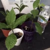 Yellow Cashew Live Plant – 5-8" Tall Anacardium occidentale – Tropical Nut & Fruit Tree Yellow Cashew Live Plant – 5-8" Tall Anacardium occidentale – Tropical Nut & Fruit Tree - Image 1