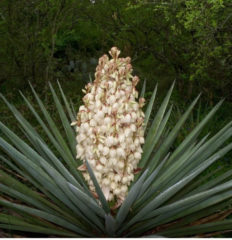 Yucca Filamentosa Live Plant - Mature Shrub 1+ ft - Outdoor Evergreen - Image 2
