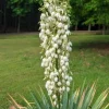 Yucca Filamentosa Live Plant - Mature Shrub 1+ ft - Outdoor Evergreen - Image 1